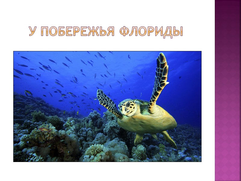 У побережья Флориды